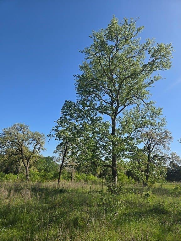 5.63 acres in Fayette County - photo 6