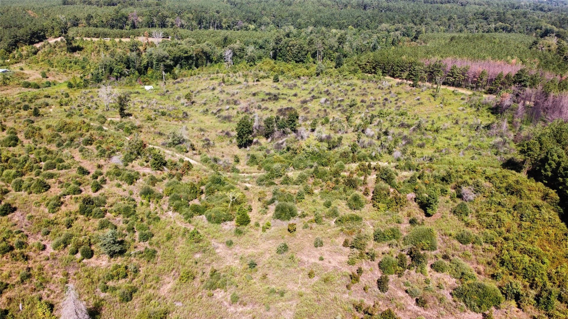 77.15 acres in Nacogdoches County - photo 4