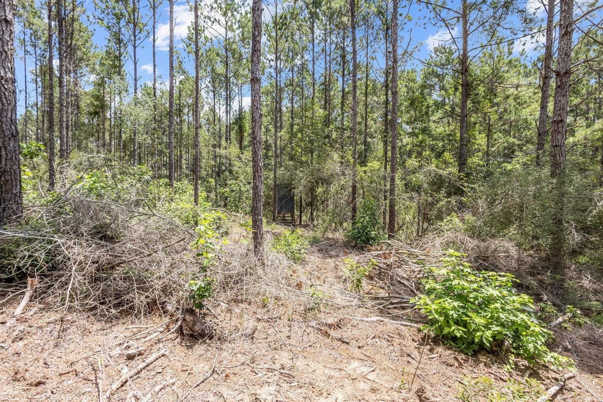 69.9 acres in Texas County - photo 21