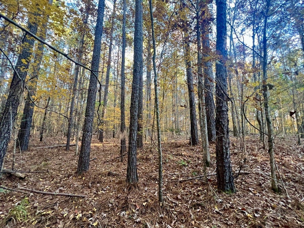 15 acres in Texas County - photo 21