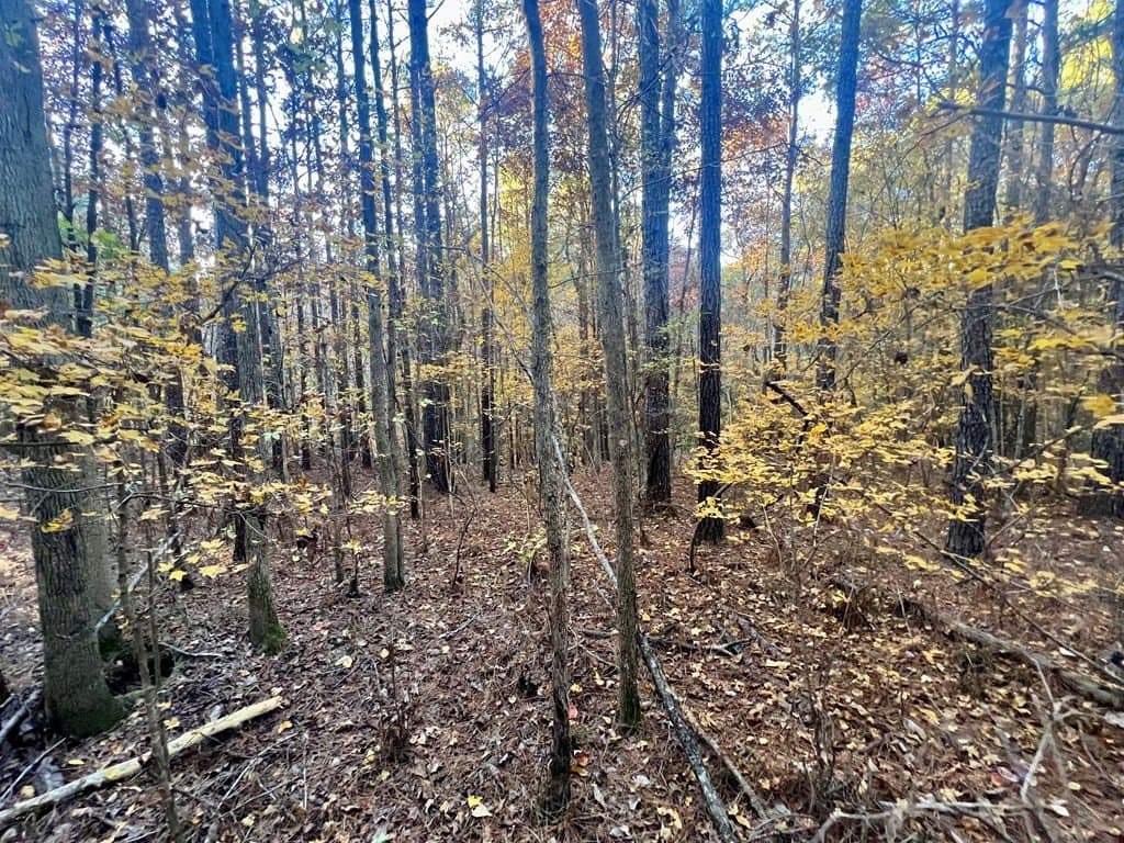 15 acres in Texas County - photo 15