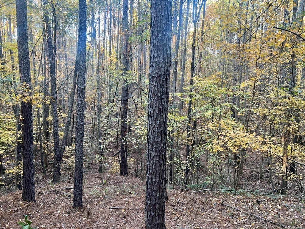 15 acres in Texas County - photo 9