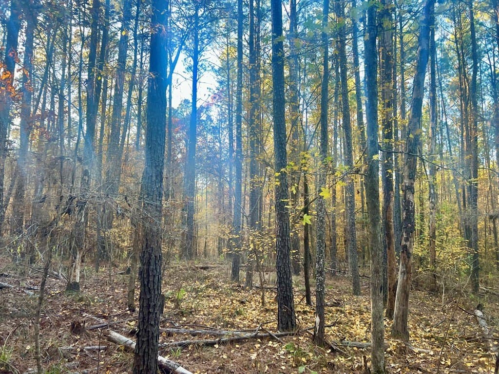 15 acres in Texas County - photo 7