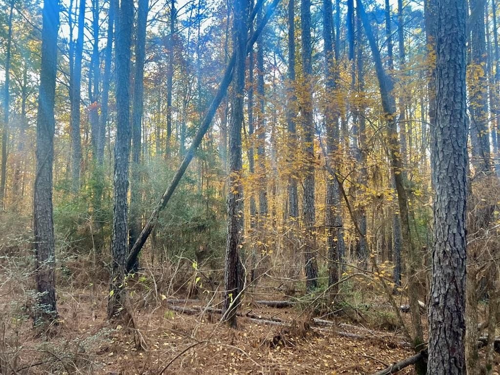 15 acres in Texas County - photo 6