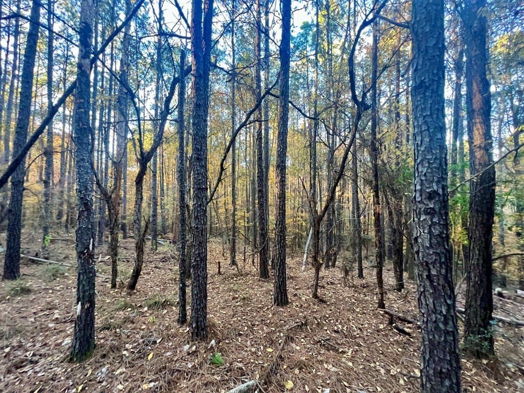 15 acres in Texas County - photo 14