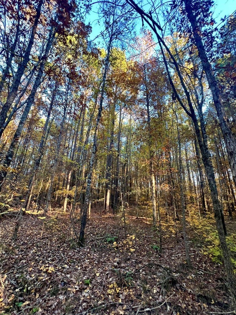 15 acres in Texas County - photo 22
