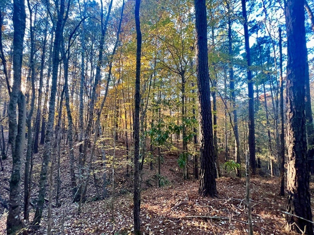 15 acres in Texas County - photo 24