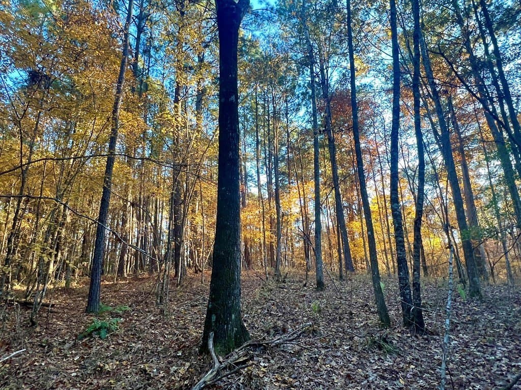 15 acres in Texas County - photo 29