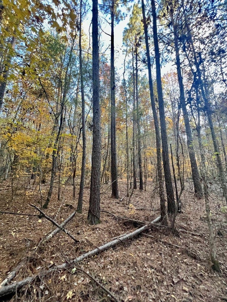 15 acres in Texas County - photo 16