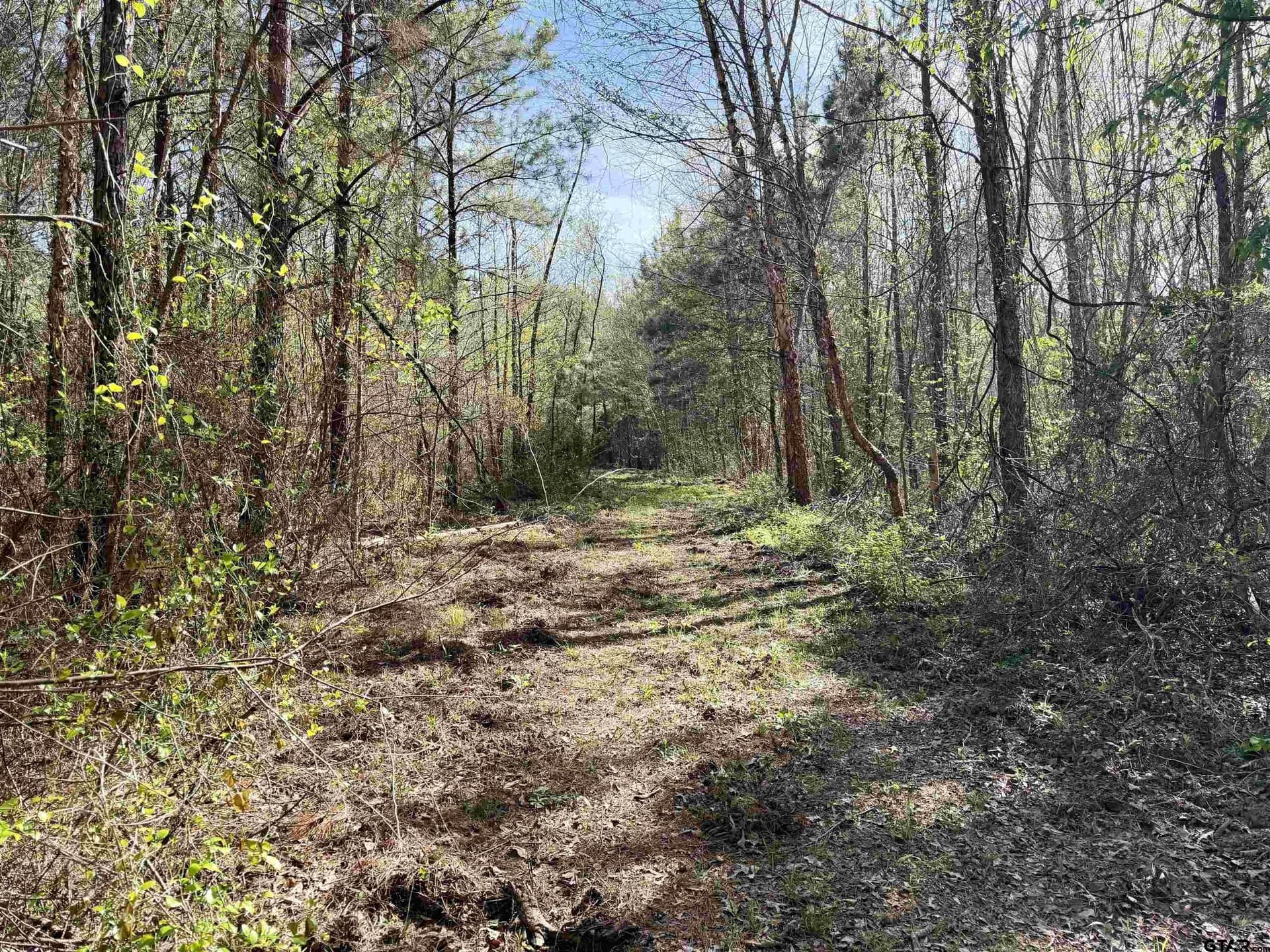 100 acres in Upshur County featured view
