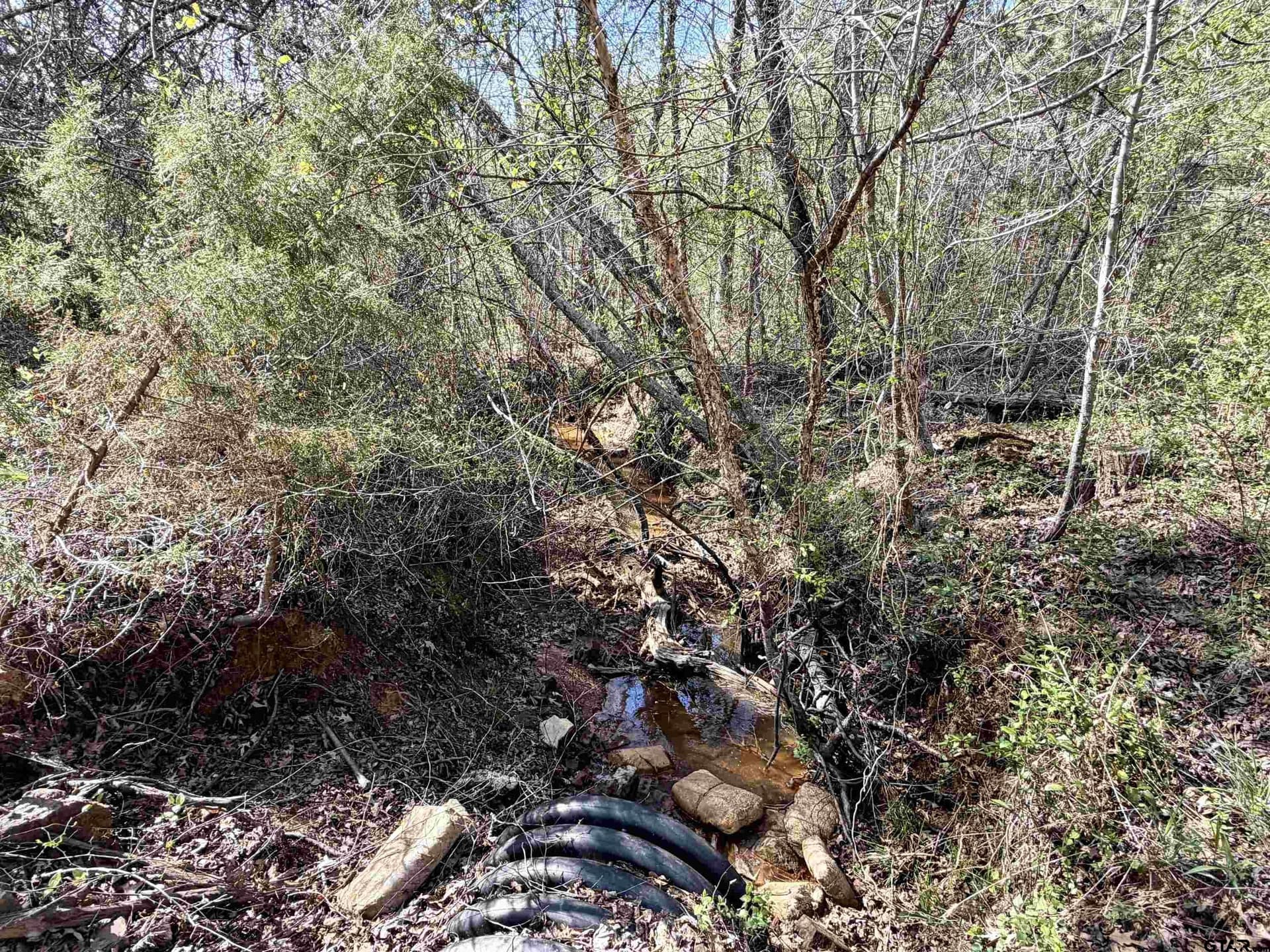 100 acres in Upshur County gallery image 4