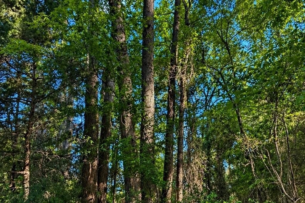 20 acres in Wood County featured view