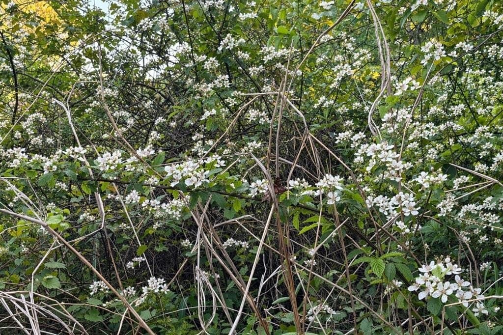 20 acres in Wood County gallery image 3