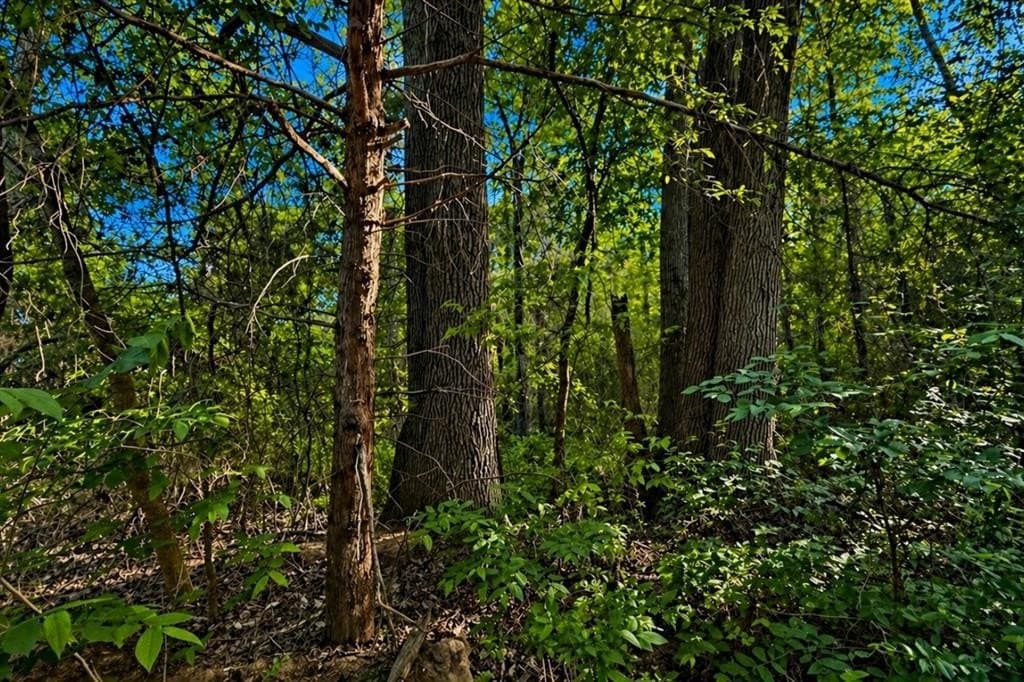 20 acres in Wood County gallery image 4