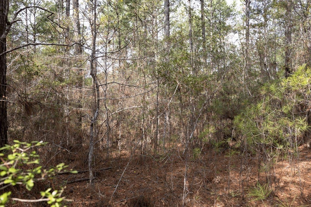 15.5 acres in Texas County - photo 9
