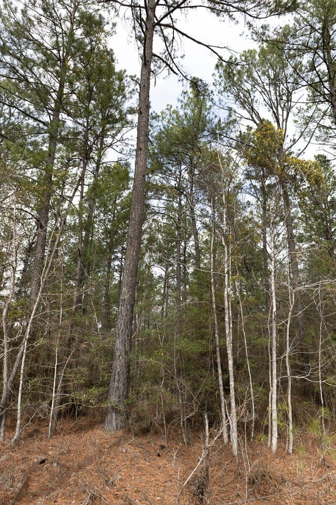 15.5 acres in Texas County - photo 8