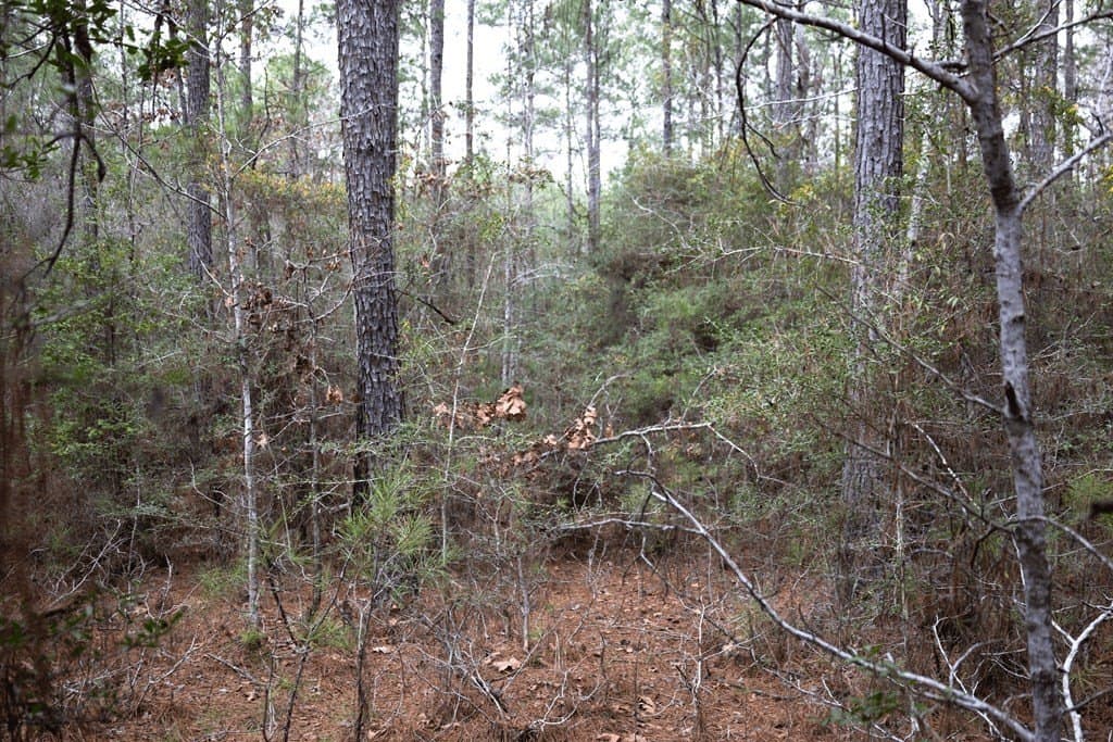 15.5 acres in Texas County - photo 10