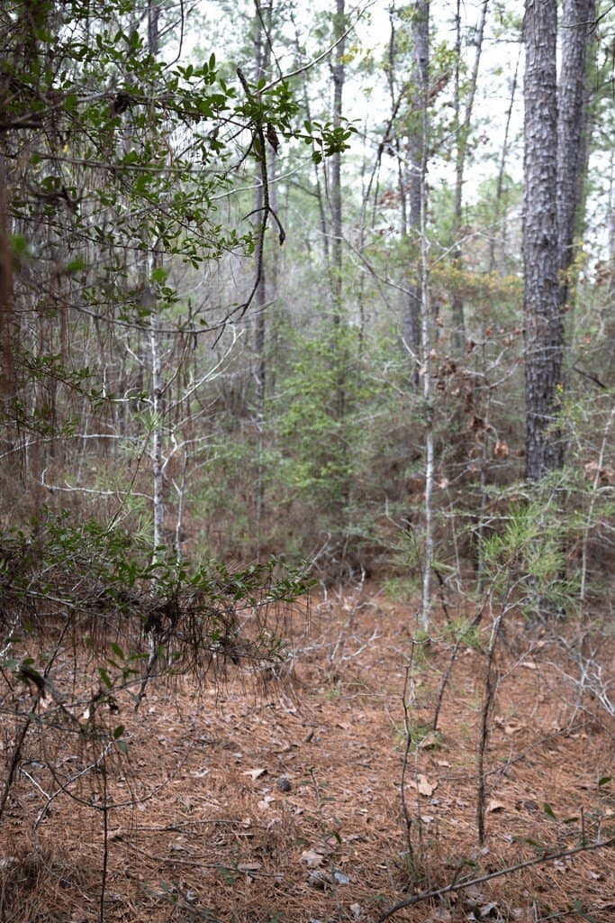 15.5 acres in Texas County - photo 11