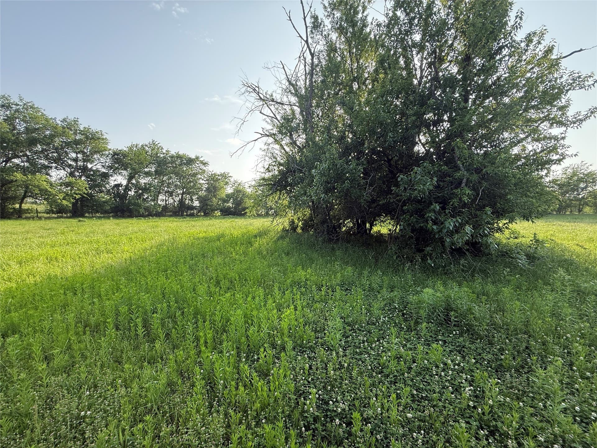 10 acres in Hopkins County - photo 6