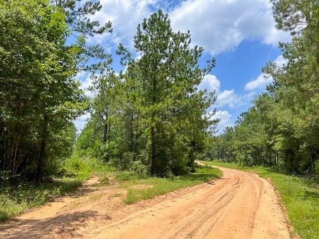 24 acres in Tyler County featured view
