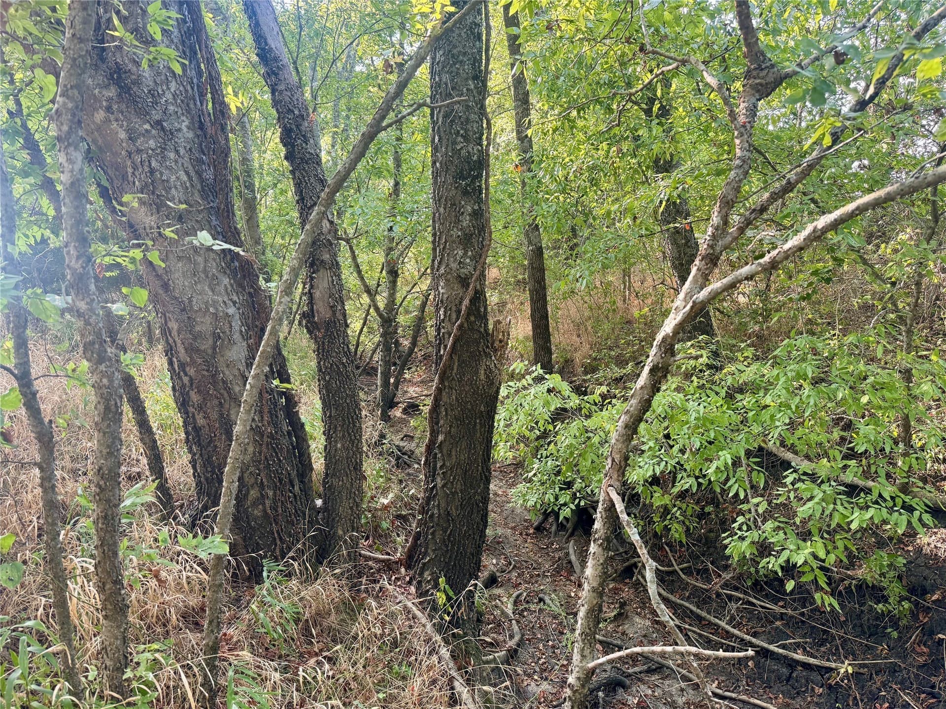 25 acres in Collin County - photo 4