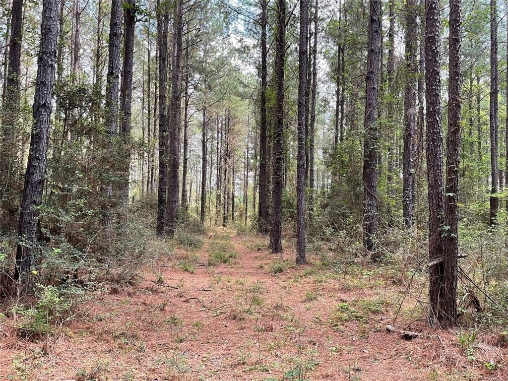 6.23 acres in Angelina County gallery image 2