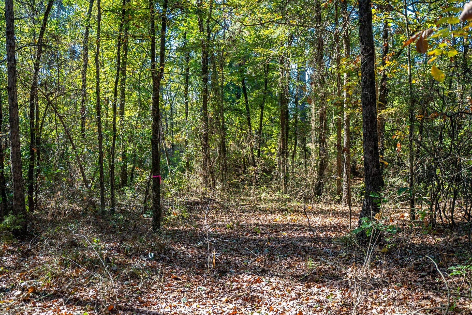 8 acres in Morris County - photo 13