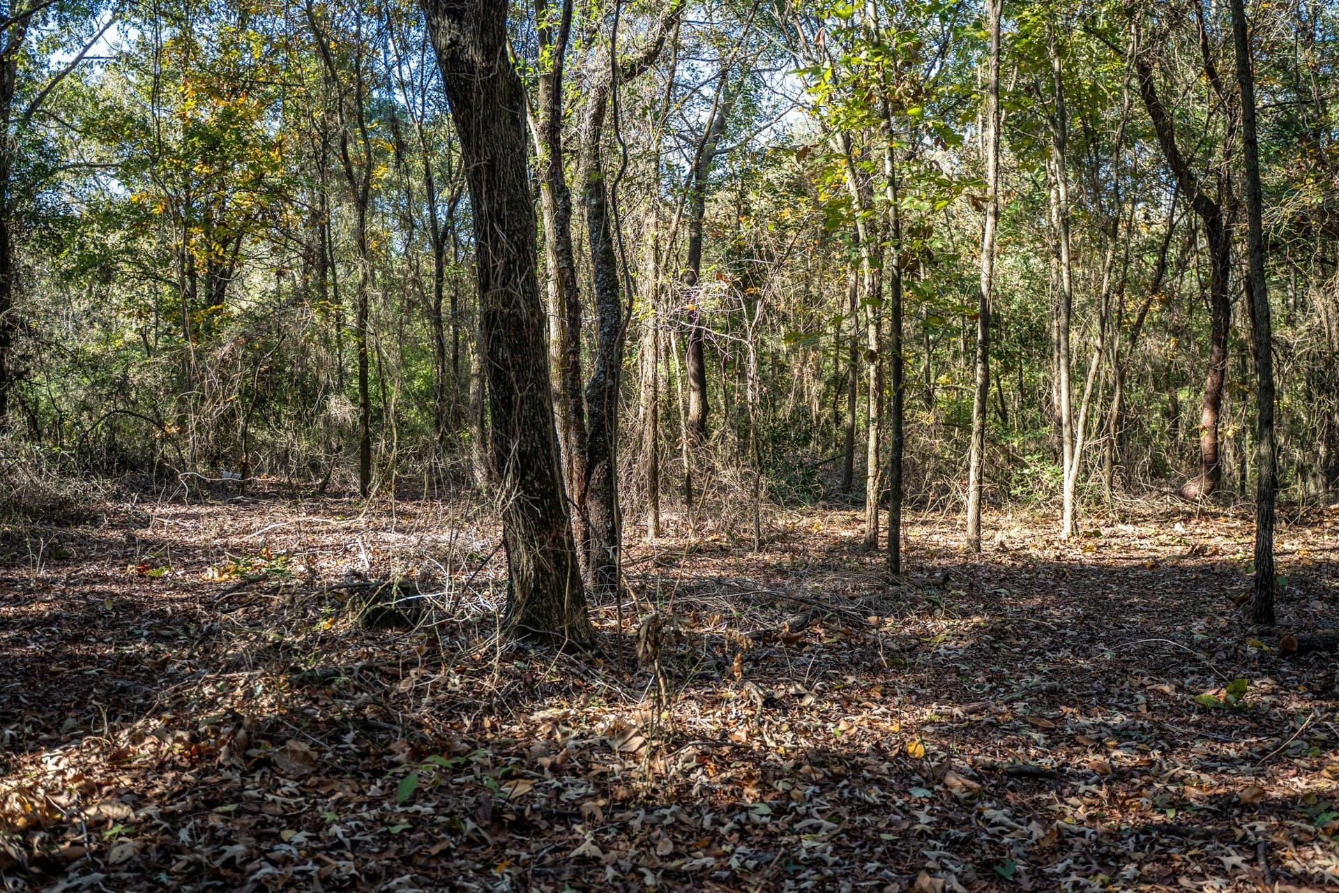 8 acres in Morris County - photo 10