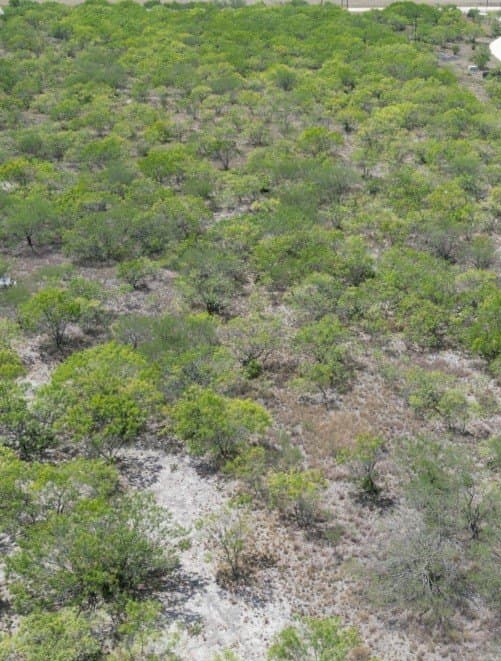 11 acres in Live Oak County gallery image 3