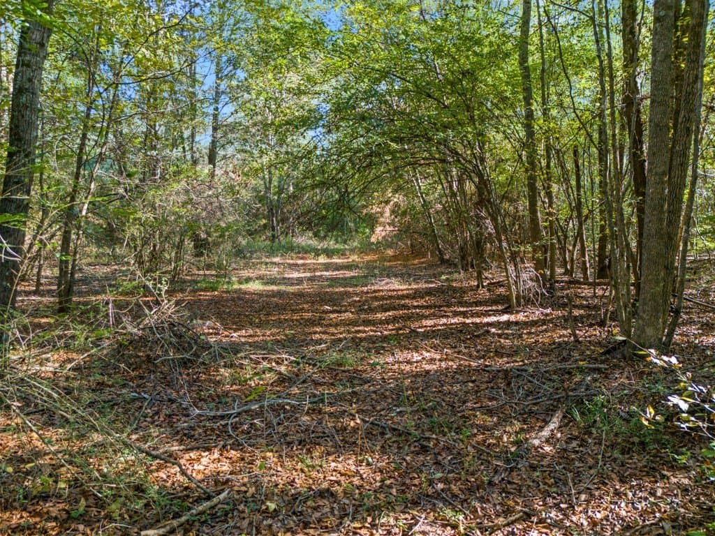 24.11 acres in Camp County - photo 4