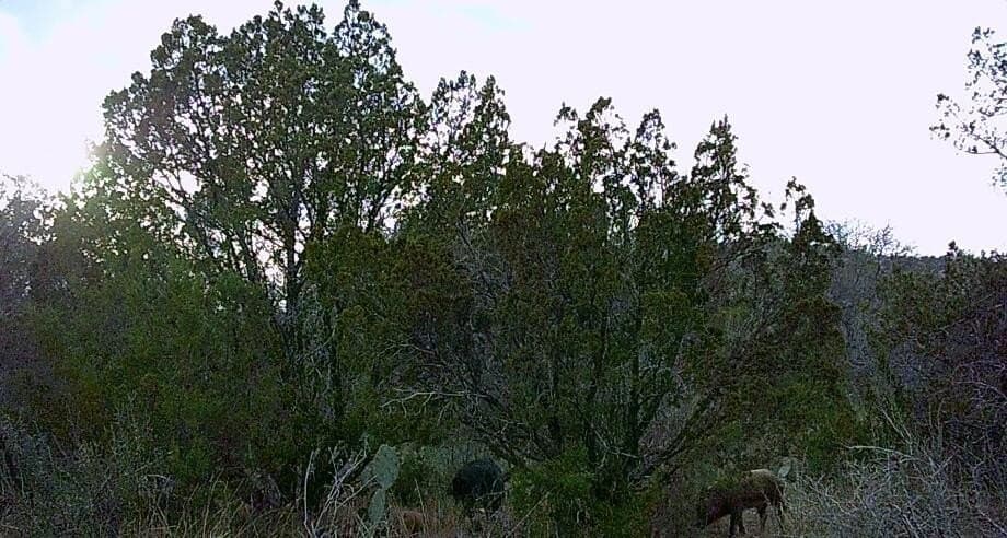 45.36 acres in Val Verde County gallery image 3