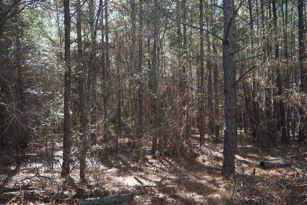 178.67 acres in ANDERSON County gallery image 3