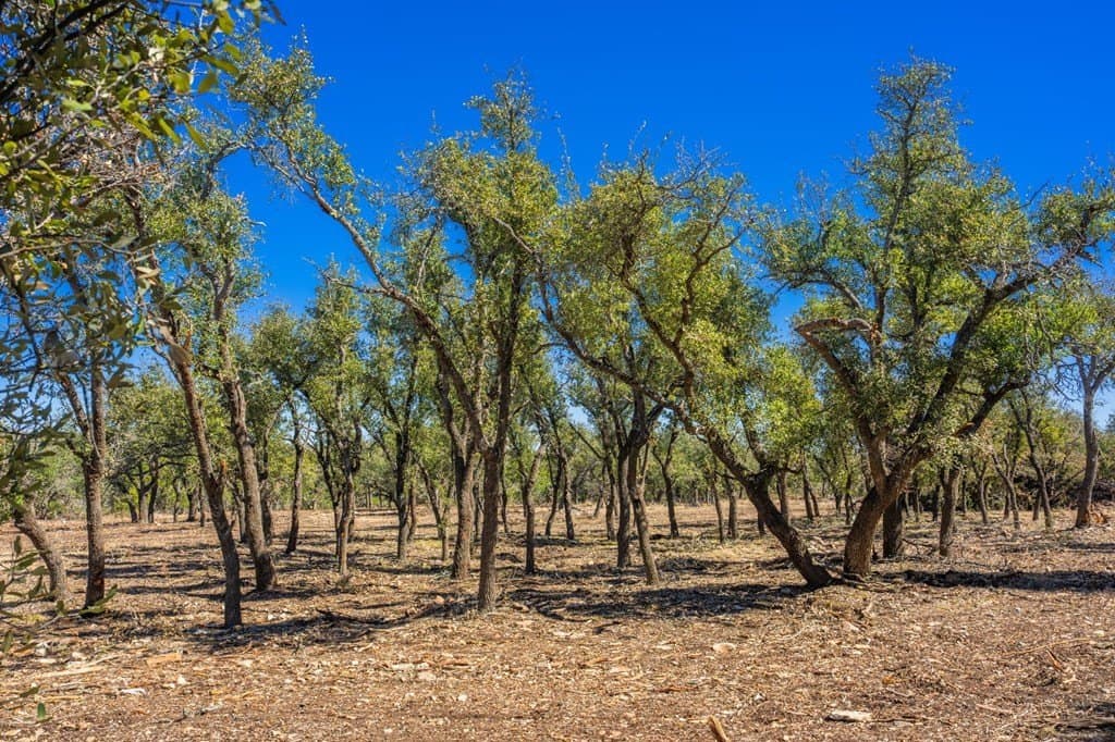 17.3 acres in Gillespie County gallery image 2