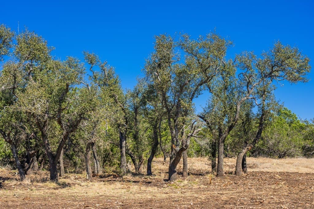17.3 acres in Gillespie County featured view