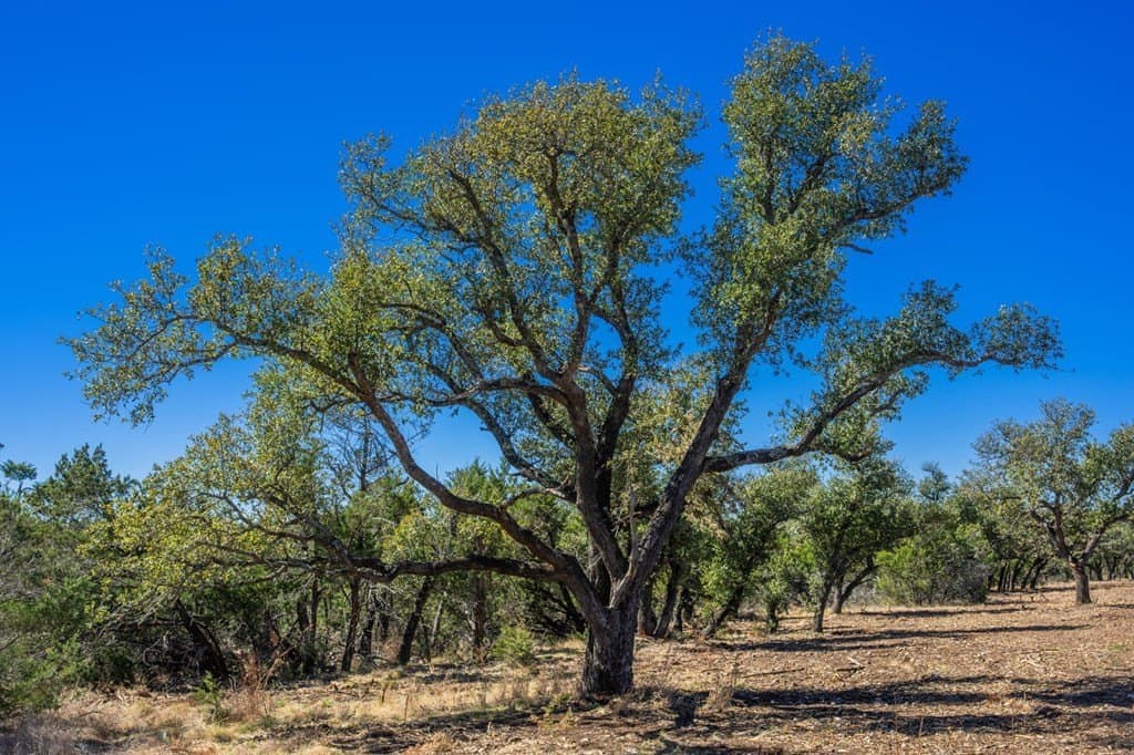 17.3 acres in Gillespie County gallery image 4