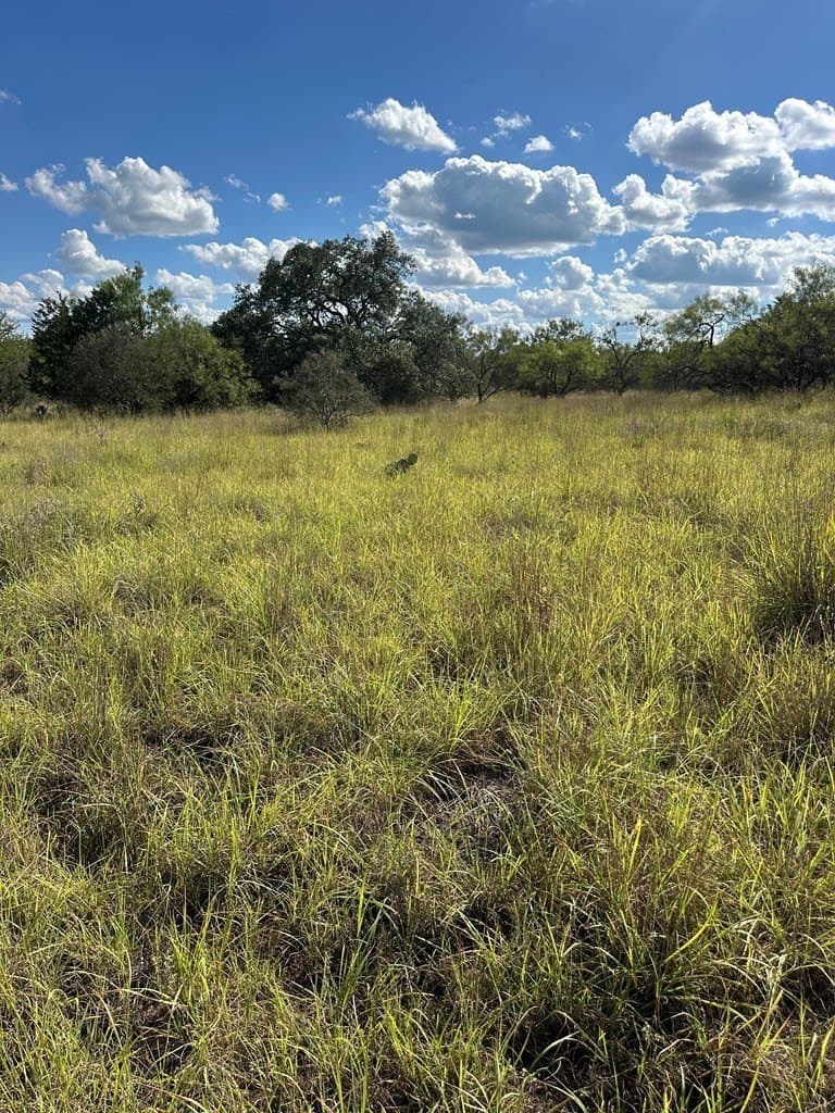 96 acres in Mason County gallery image 3