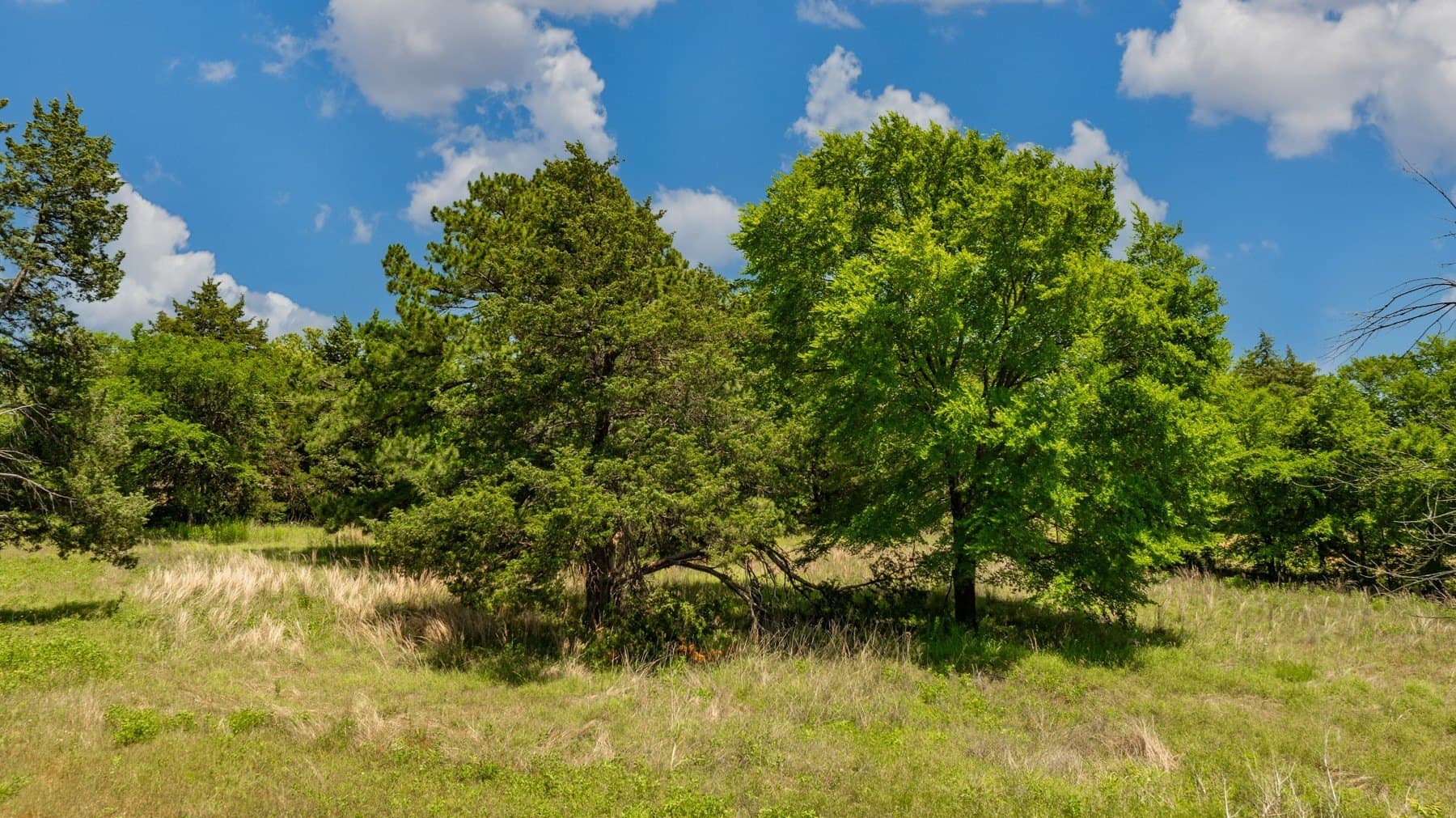9.93 acres in Cooke County - photo 11