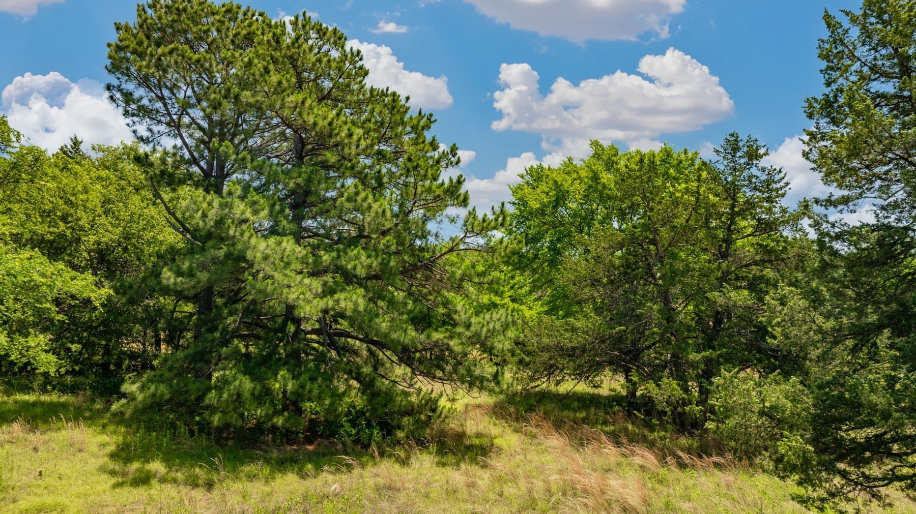 9.93 acres in Cooke County - photo 10
