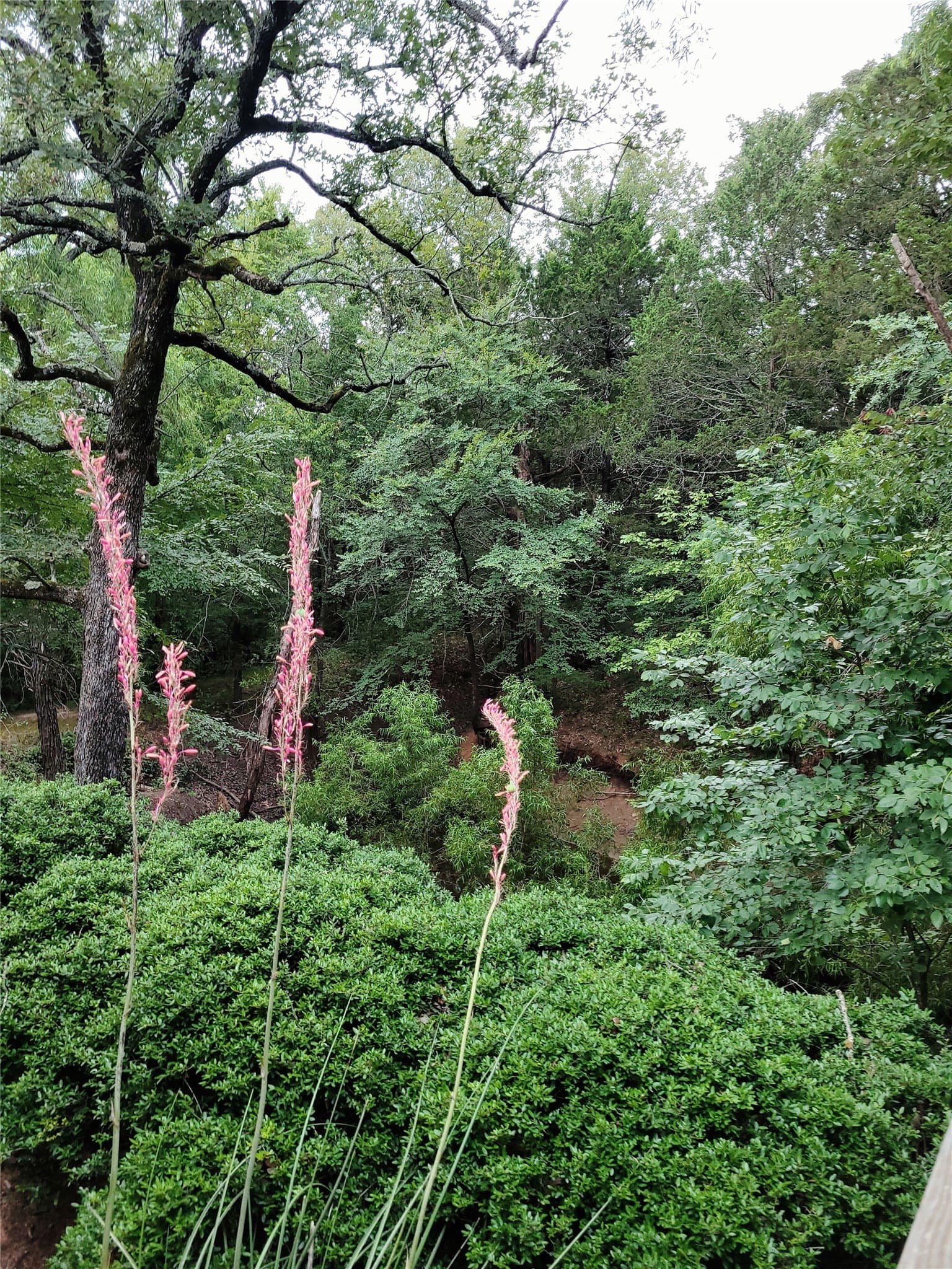 10.01 acres in Grayson County - photo 15