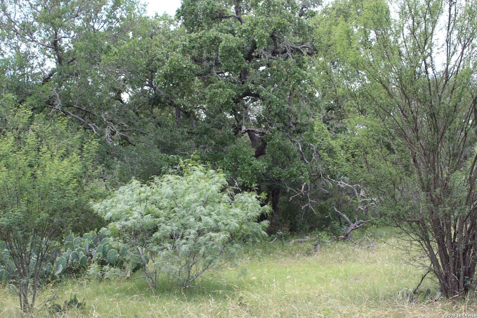 15 acres in Guadalupe County gallery image 2