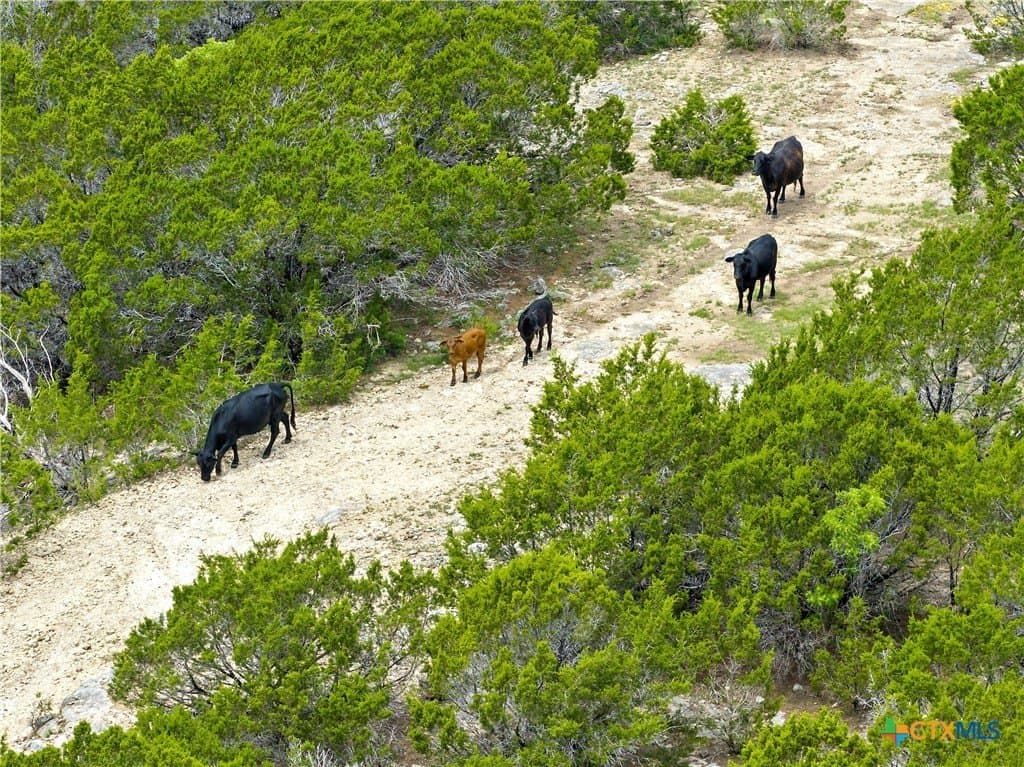 328.4 acres in Coryell County - photo 16