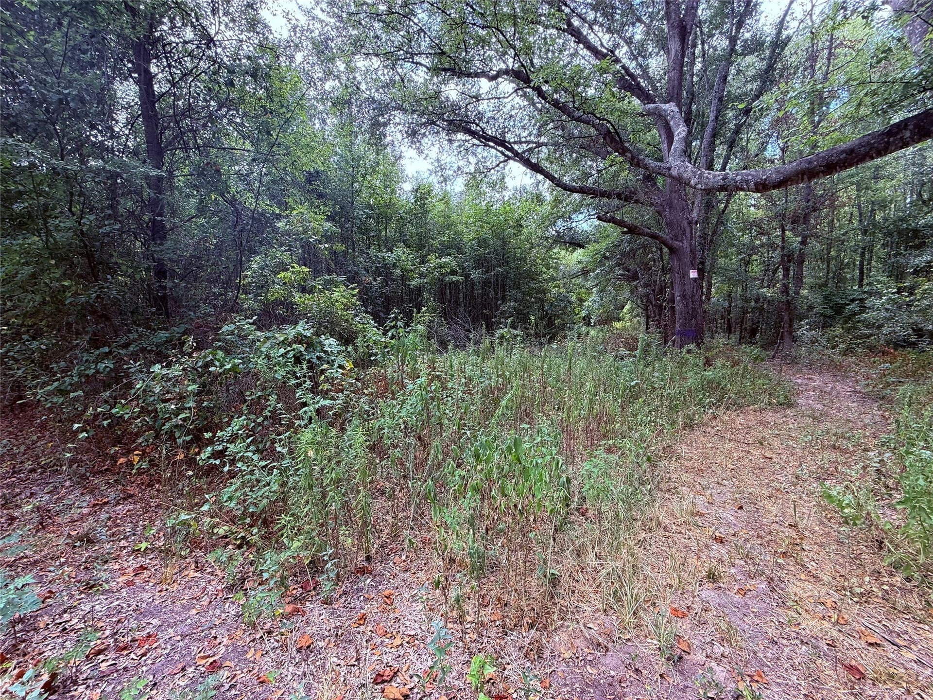 43.5 acres in Wood County - photo 9