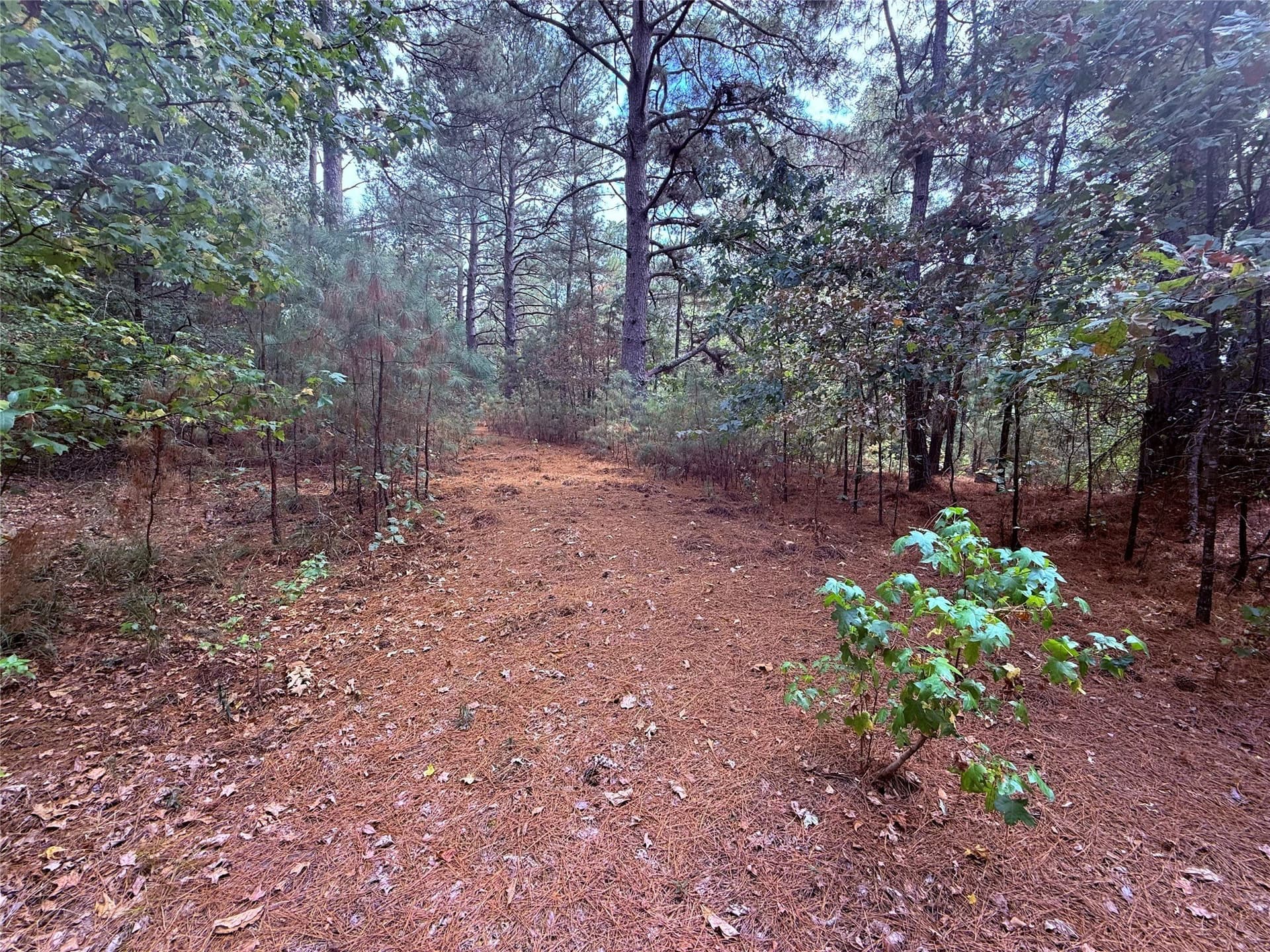 43.5 acres in Wood County - photo 6