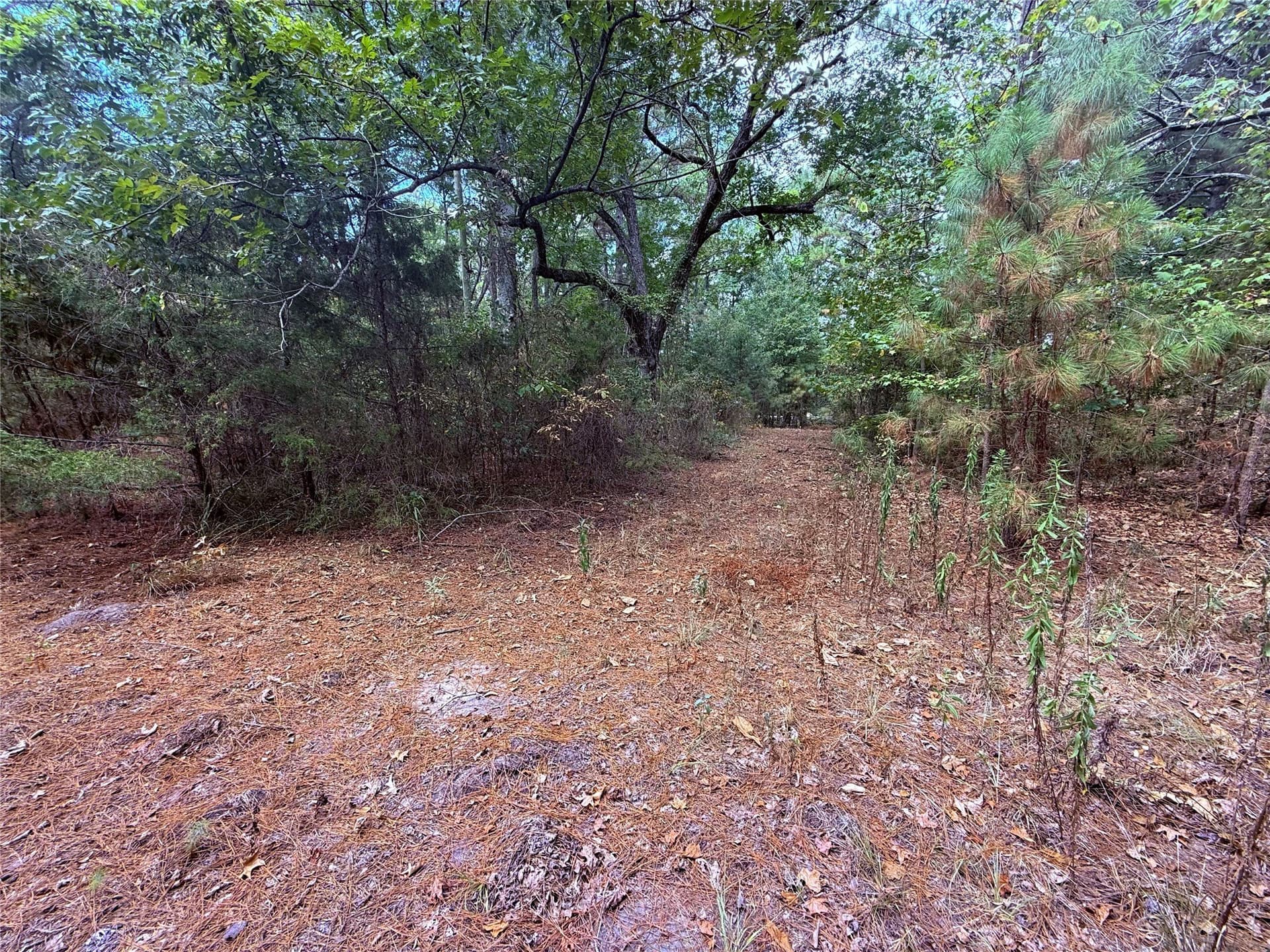 43.5 acres in Wood County - photo 8