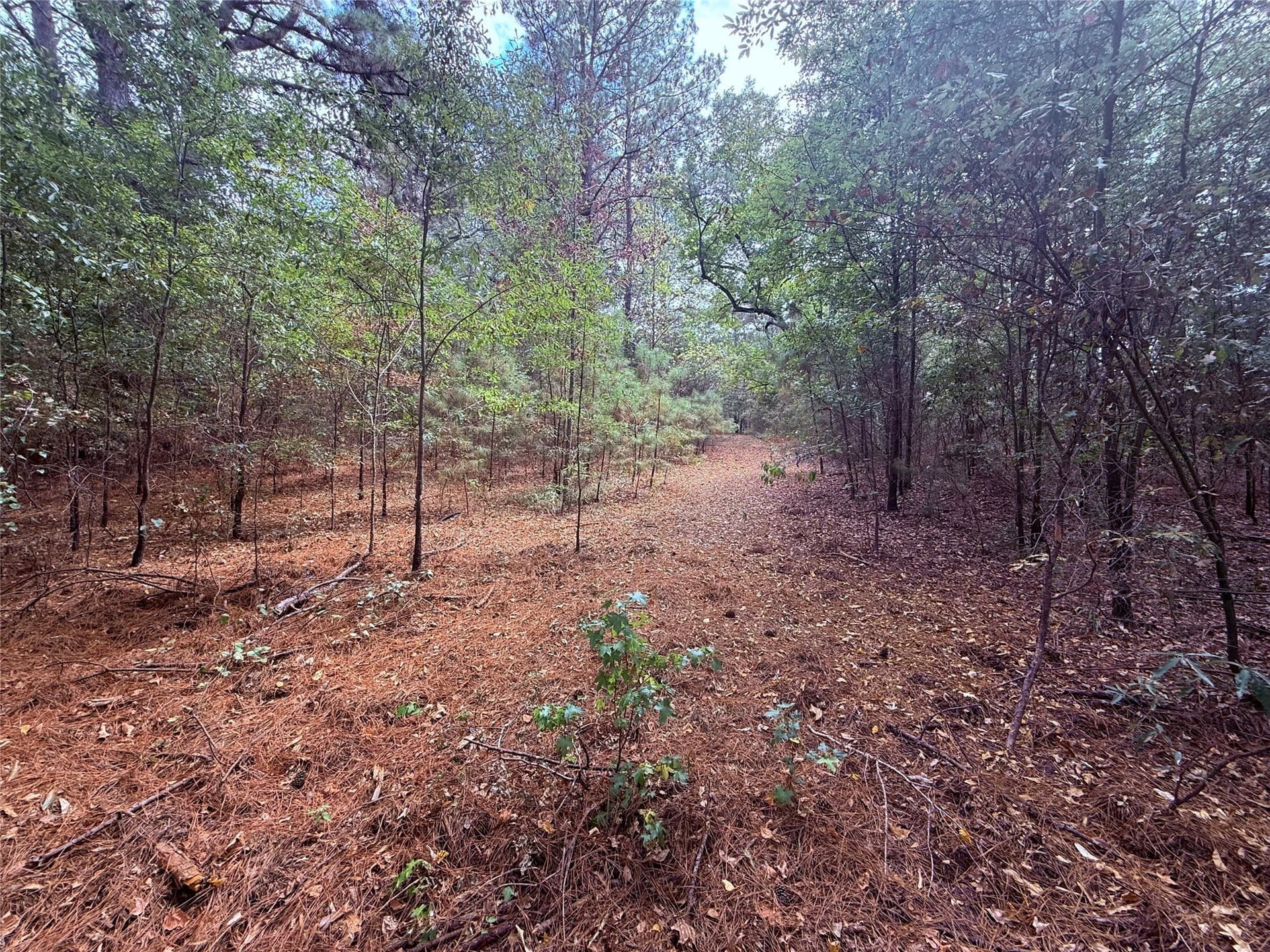 43.5 acres in Wood County - photo 5
