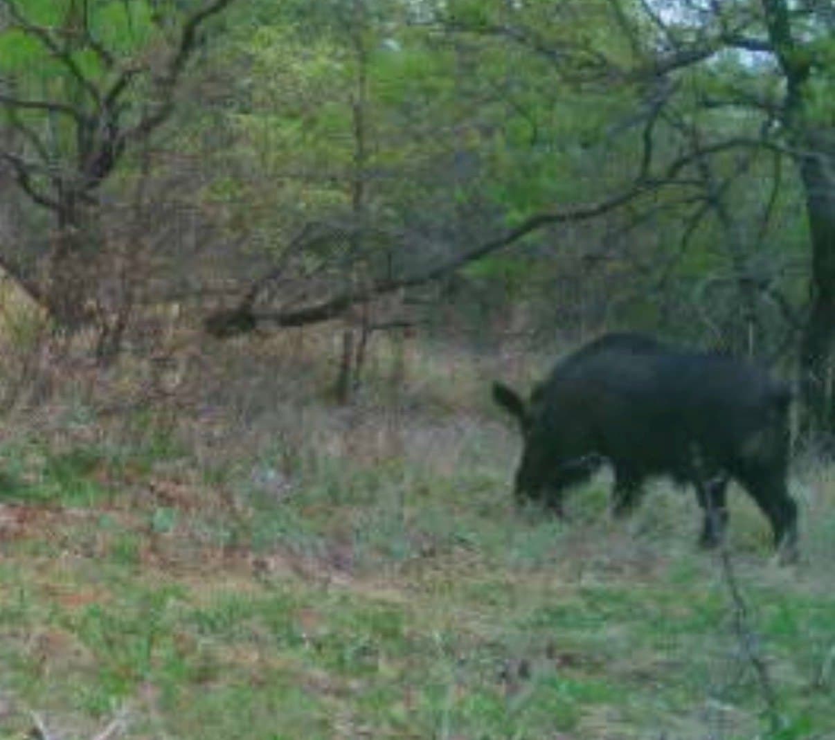 180 acres in Jack County featured view
