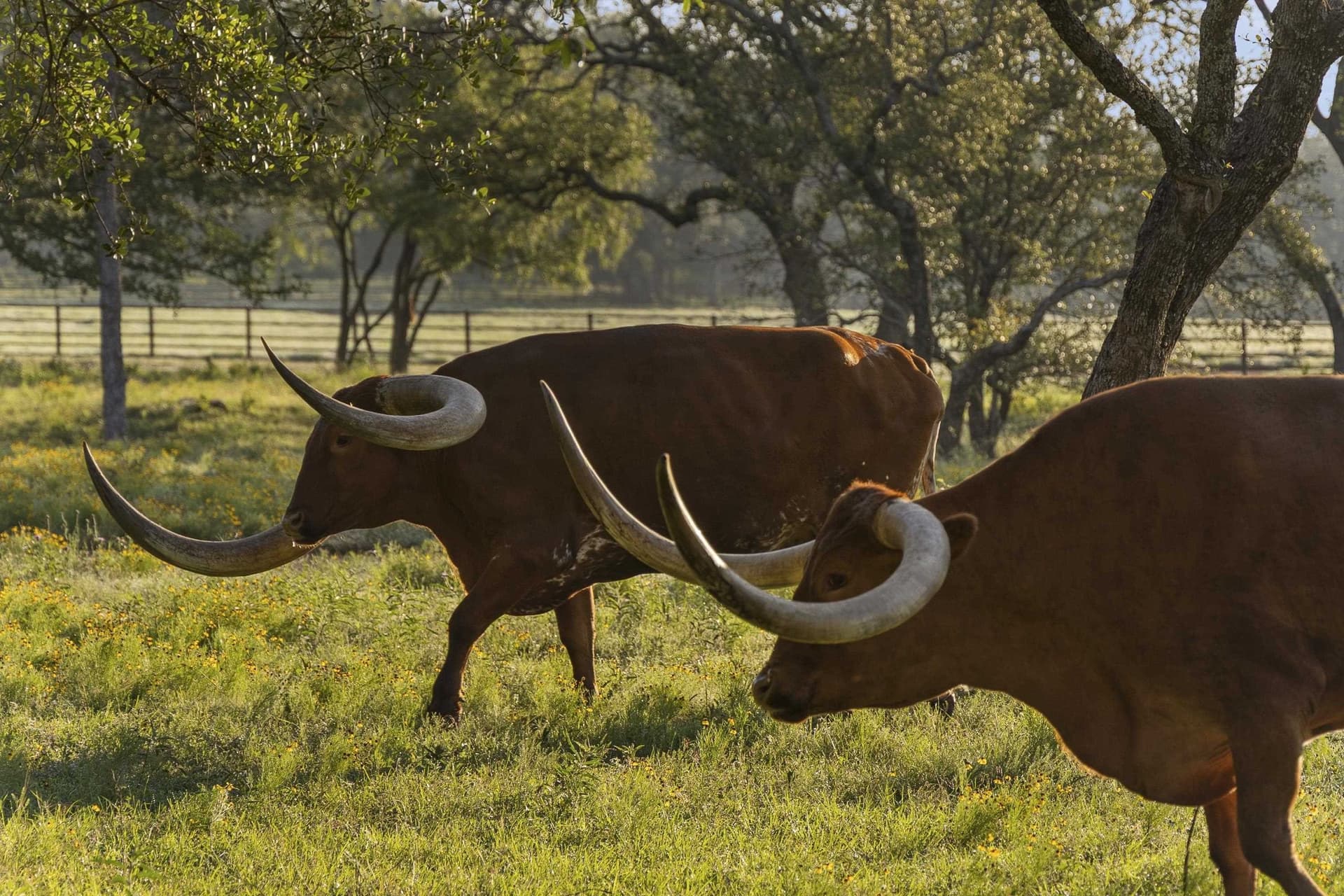 225 acres in Burnet County - photo 39