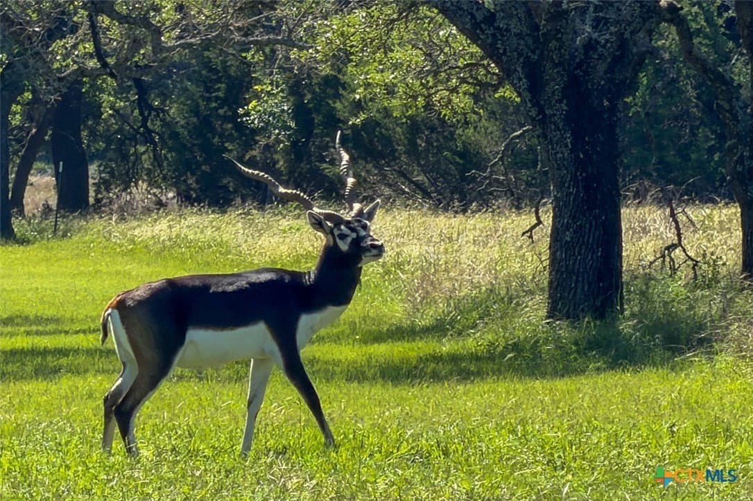 5 acres in Burnet County - photo 8