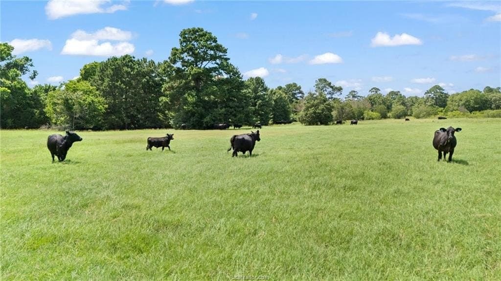 291.49 acres in Bastrop County - photo 7