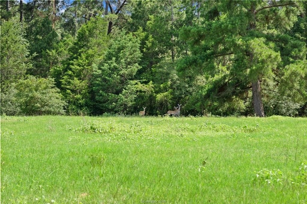 291.49 acres in Bastrop County gallery image 2